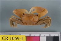 藏品(秀麗長方蟹)的圖片